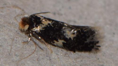 Ectoedemia sp.